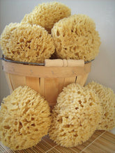 Load image into Gallery viewer, Natural Sponges 3" to 4" Toxin-Free