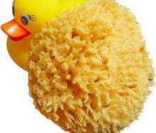 Load image into Gallery viewer, Natural Sponges 3" to 4" Toxin-Free
